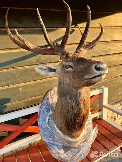 Чучело оленя. Голова марала