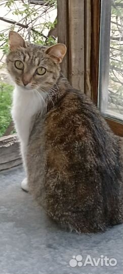 Вишенка трехцветная