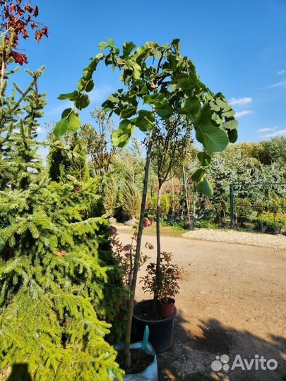 Вяз шершавый