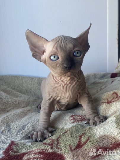 Канадский сфинкс котята