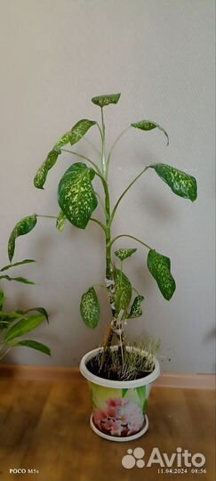 Диффенбахия