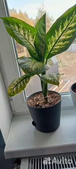 Диффенбахия 40 см, 30 см