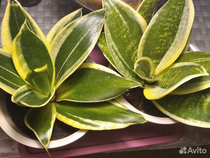 Сансивиерия сортовая низкорослая