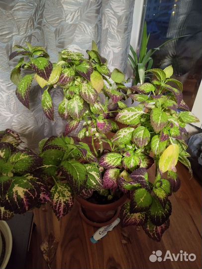 Колеус аватар черенки