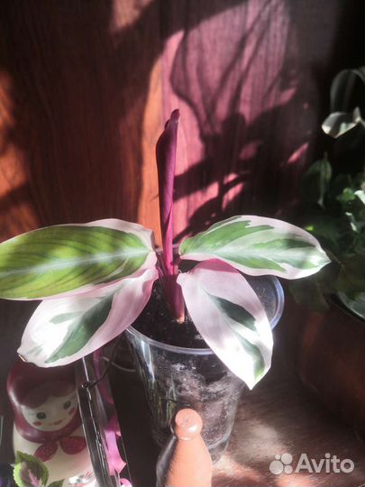 Строманта триколор