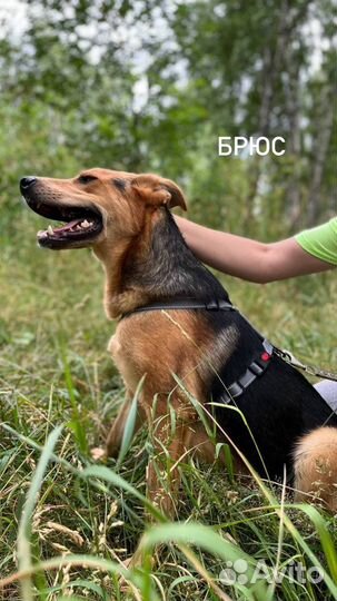 Добрый и ласковый пес в поисках семьи