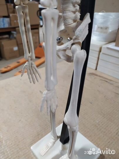 Скелет человека на штативе (85 см.)
