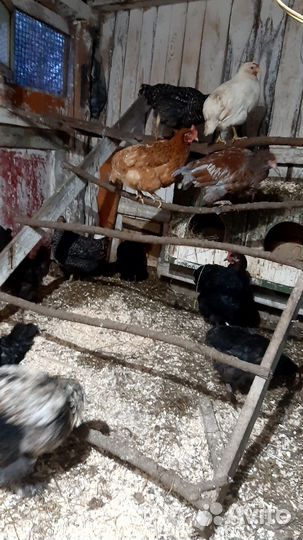 Куры молодки