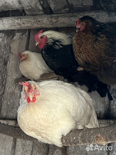 Домашние яйца счастливых кур