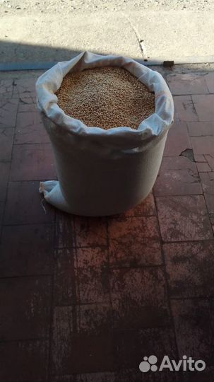 Пшеница оптом в мешках по 40 кг