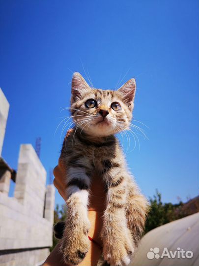 Котёнок (девочка) в добрые руки
