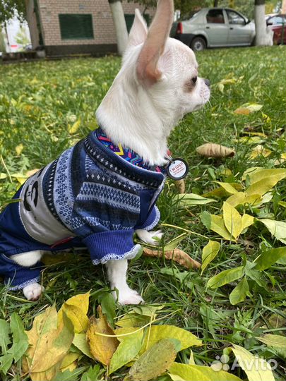 Комбинезон для собаки размер S