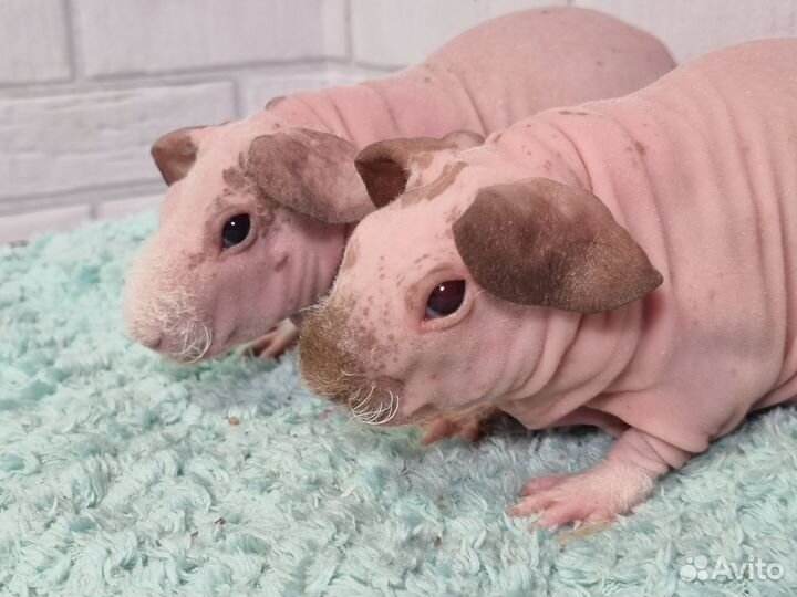 Морские свинки скинни