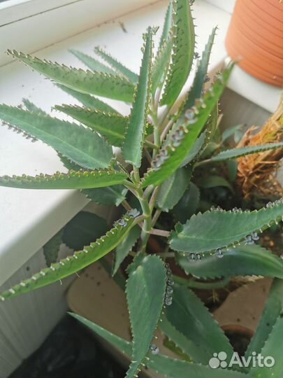 Каланхоэ лечебное