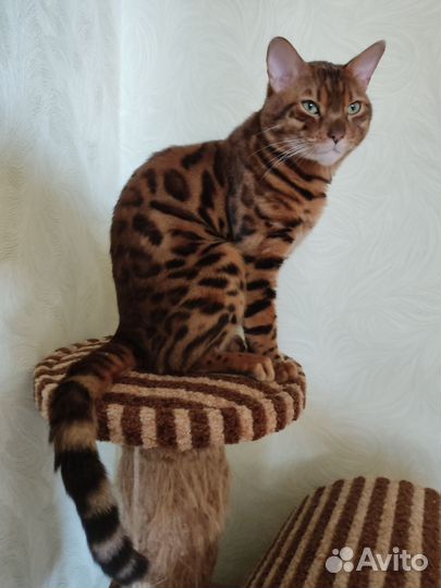 Бенгальская