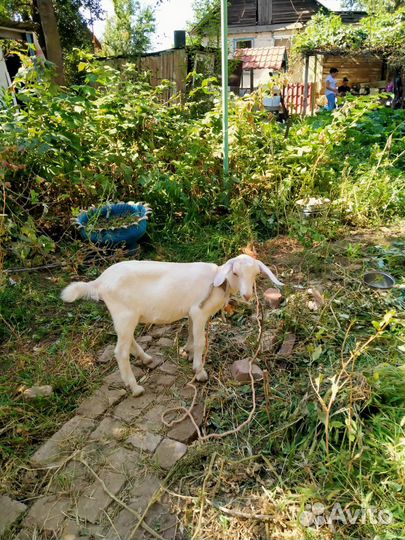 Дойная коза и два козленка