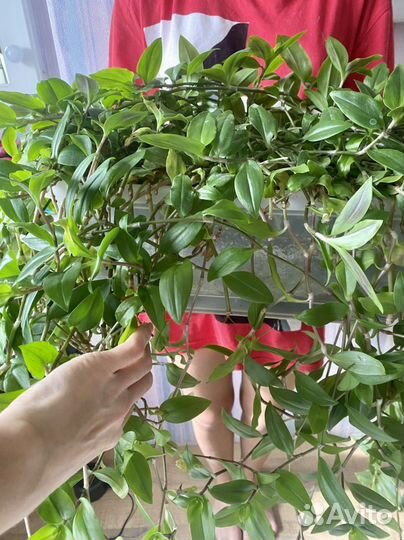 Традесканция ампельная