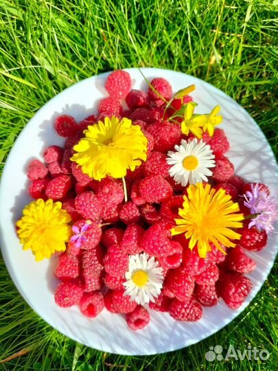 Малина Полка 2хлетка плодоносит уже