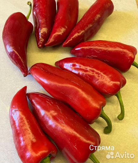 Семена урожайного перца