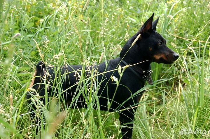 Кобель для вязки