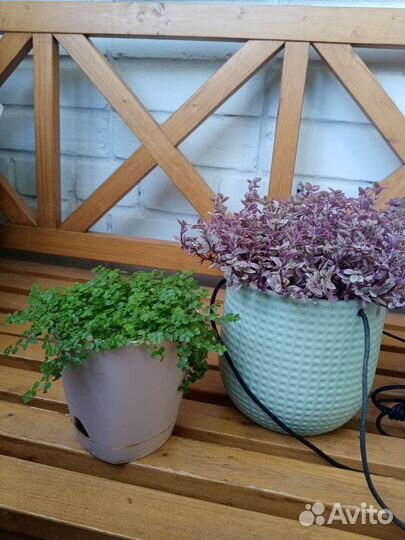 Красивые растения