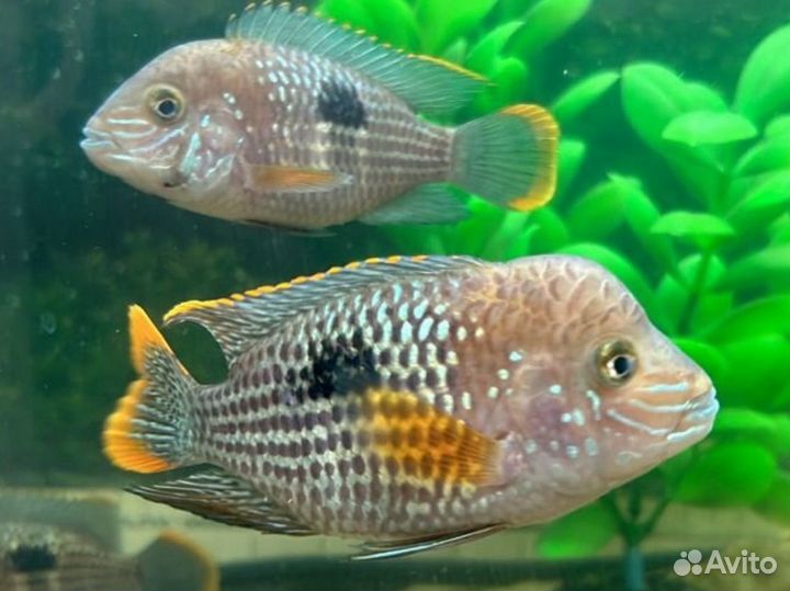 Аквариумные рыбки