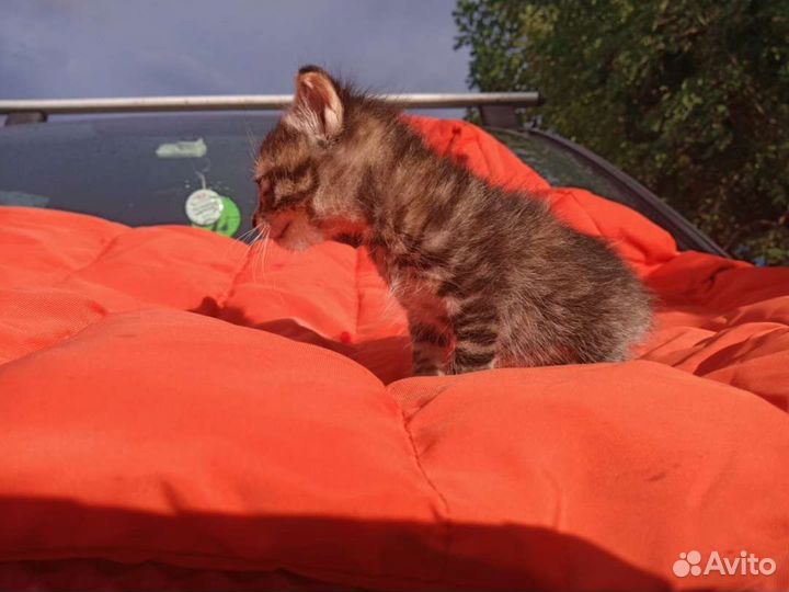 Котята полосатики