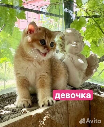 Котята золотая шиншилла