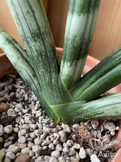 Сансевиерия Boncellensis. Бонсель