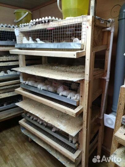 Перепелки и инкубационное яйцо