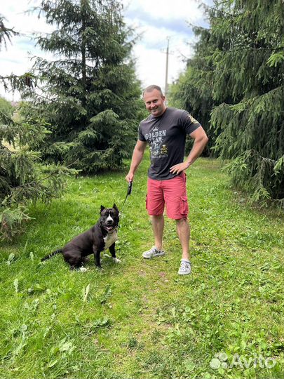 Передержка Собак