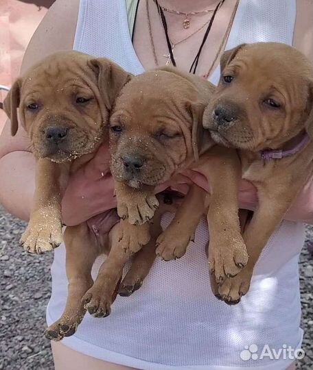 Английский стаффордширский бультерьер