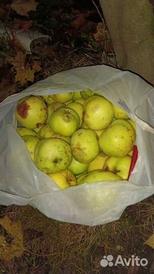 Яблоки сорт антоновка