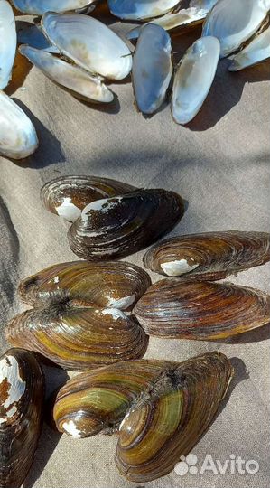 Ракушки мидии для поделок