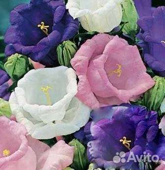 Многолетники садовые