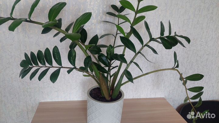 Замиокулькас