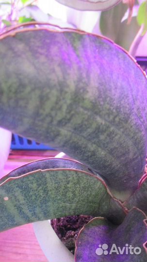 Сансевиерия Синус Симеорум