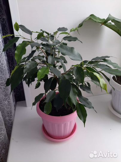 Фикус бенджамина большой