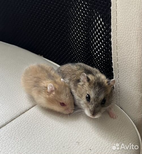 Джунгарский хомяк бесплатно