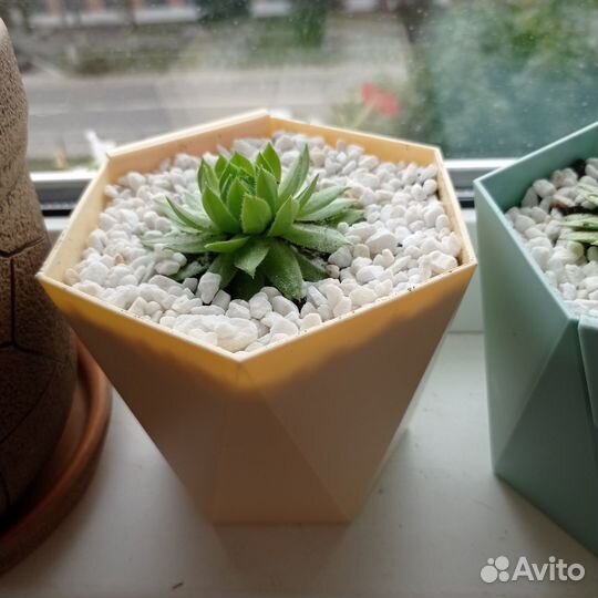 Монстера деликатесная, молодило каменная роза