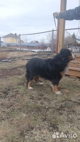 Собака - Бернский зенненхунд в добрые руки