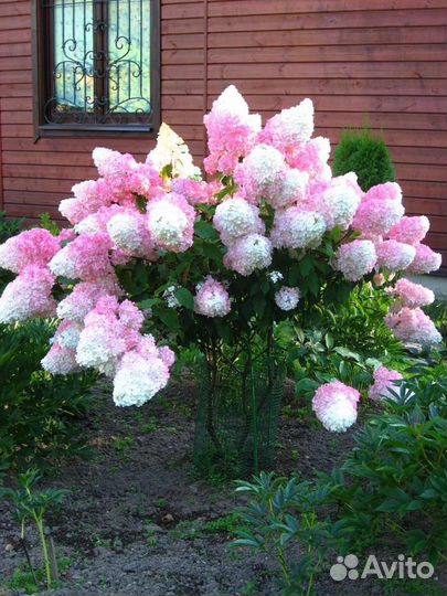 Гортензия метельчатая Ванилла Фрайз