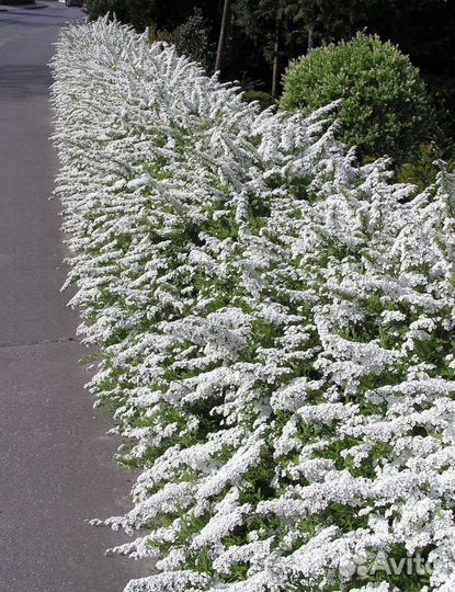 Спирея серая грефшейм черенки