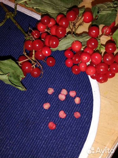 Калина красная