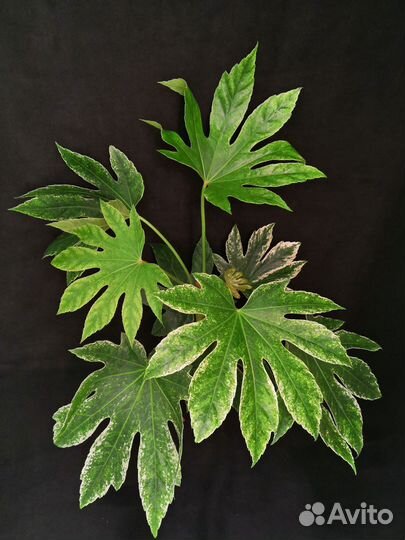 Фатсия вариегатная 17/50