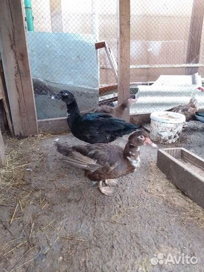 Инкубационное яйцо индоутки