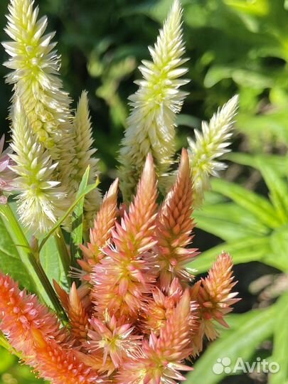 Целозия колосковая семена