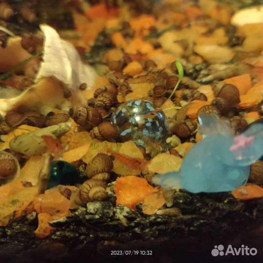 Аквариум с креветками, улитками и рыбки