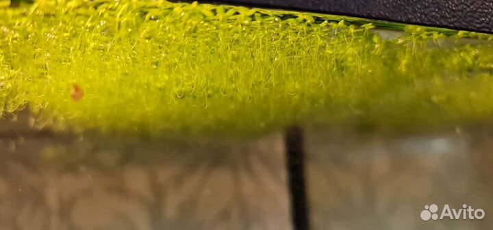 Водоросли для аквариума Ряска малая Lemna Minor