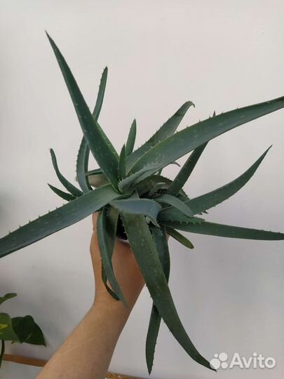 Алоэ столетник